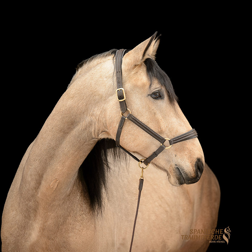 ROLEX SH, Pura Raza Español, Wallach, 2021